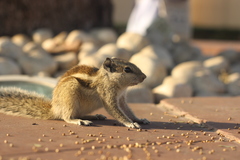 Funambulus pennantii
