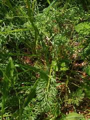 Jacobaea adonidifolia