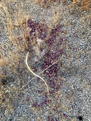 Penstemon clevelandii connatus