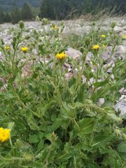 Hieracium amplexicaule