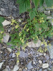 Alchemilla saxatilis