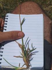 Helictochloa marginata