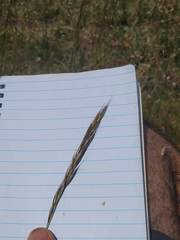 Helictochloa marginata