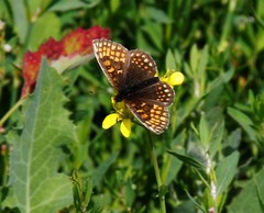 Melitaea menetriesi