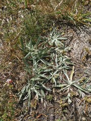 Pilosella castellana