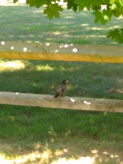 Acridotheres javanicus