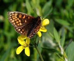 Melitaea menetriesi