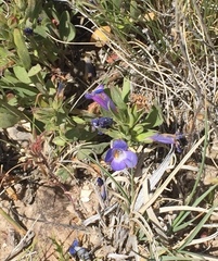 Penstemon dolius duchesnensis