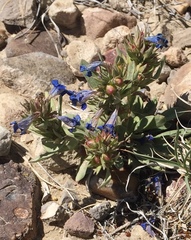 Penstemon dolius duchesnensis