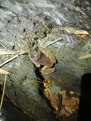 Limnonectes gyldenstolpei
