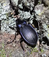 Carabus amplipennis