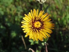 Reichardia