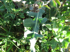 Reichardia
