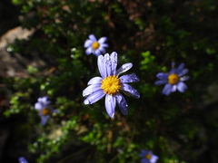 Felicia aethiopica