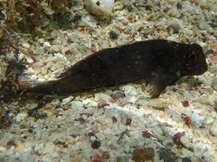 Ophioblennius steindachneri