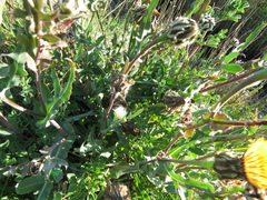 Reichardia