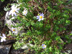Felicia aethiopica