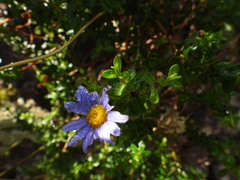 Felicia aethiopica