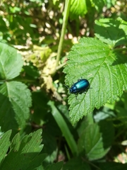 Oreina cacaliae