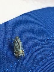 Melanoliarus placitus