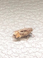 Melanoliarus placitus