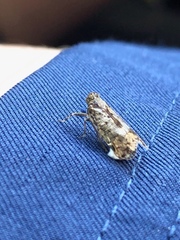 Melanoliarus placitus