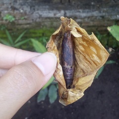 Eupanacra elegantulus