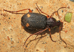 Chlaenius posticalis