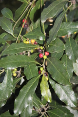 Euclea natalensis natalensis