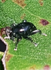 Trigonopterus