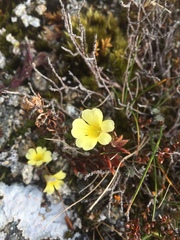 Euphrasia cockayneana