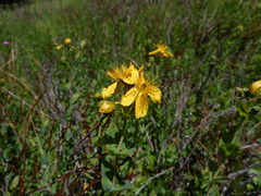 Hypericum richeri