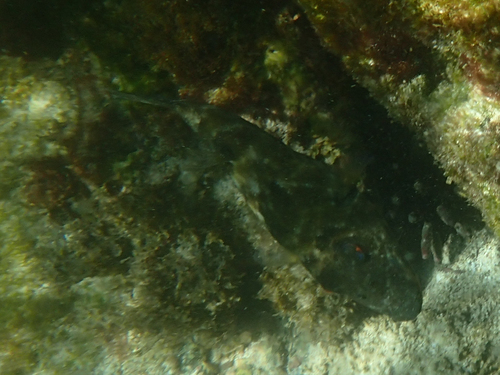 Narrow-headed puffer (Sphoeroides angusticeps) — Tetraodontidae