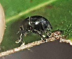 Trigonopterus