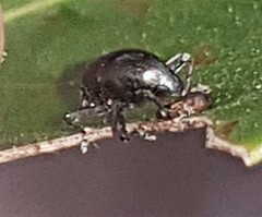 Trigonopterus