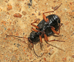 Chlaenius posticalis