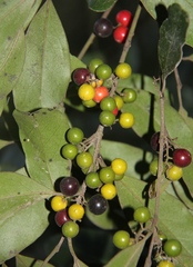 Euclea natalensis natalensis