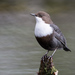 White-throated Dipper - Photo (c) 
Dirk-Jan van Roest, some rights reserved (CC BY)