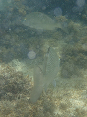 Haemulon scudderii