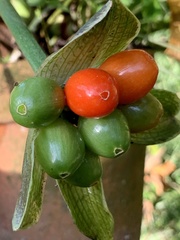 Scadoxus membranaceus