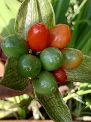 Scadoxus membranaceus