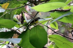 Arachnothera longirostra