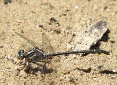 Phanogomphus quadricolor