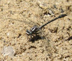 Phanogomphus quadricolor