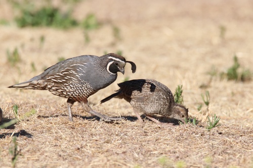California Quail, photo 4 of 9