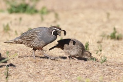 California Quail photo 5