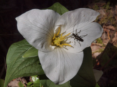 Trillium ovatum ovatum