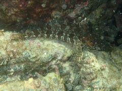 Gobioclinus dendriticus