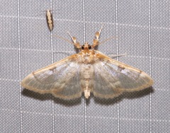 Apilocrocis pimalis