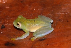 Cochranella granulosa